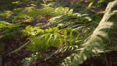 close-up shot of a fern slowly moving in the wind with the sun in the background