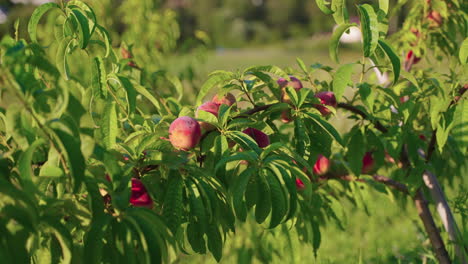 peaches on a tree