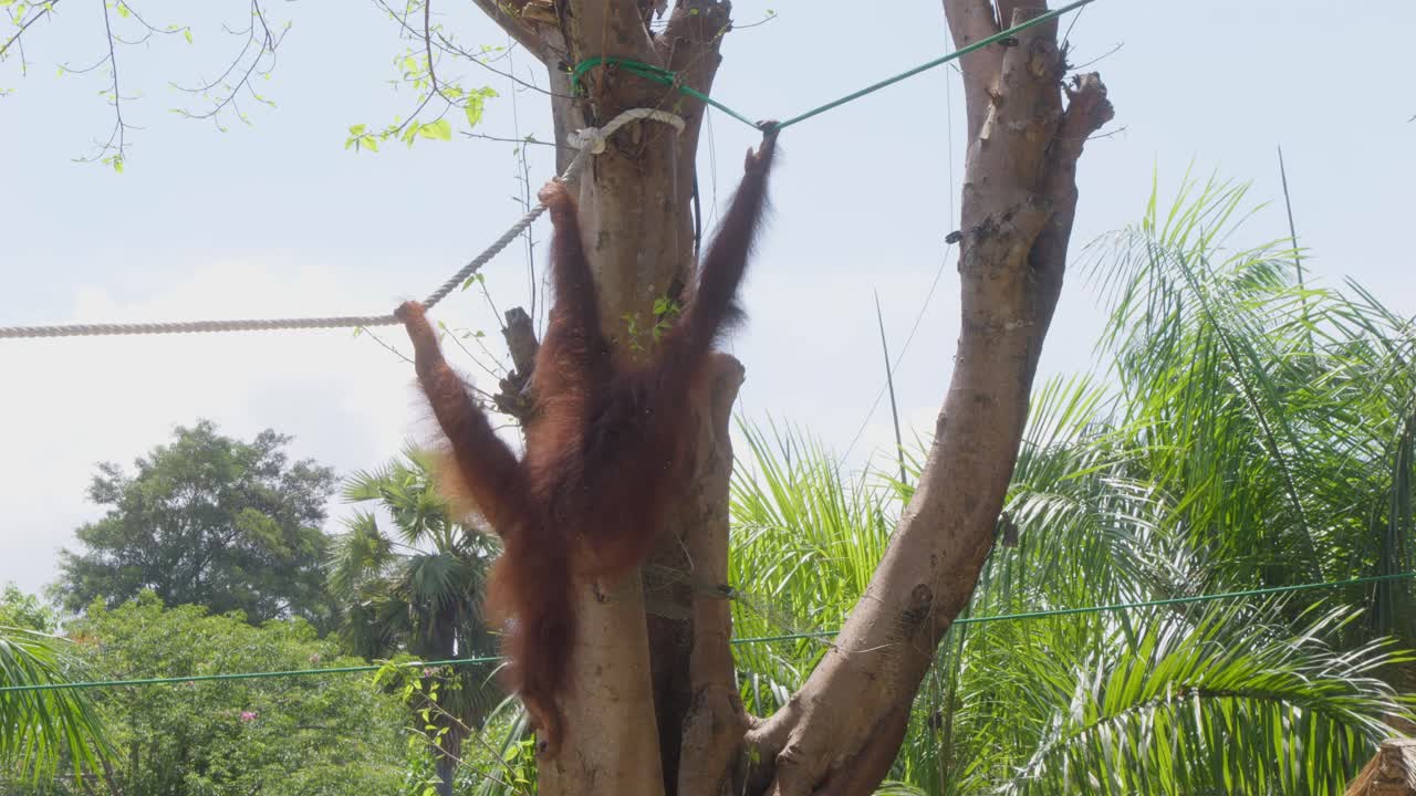 la espalda de un orangután colgado de una cuerda en el zoológico, toma estática