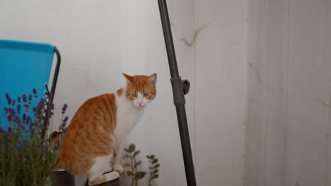 a white and ginger cat is strolling on the balcony