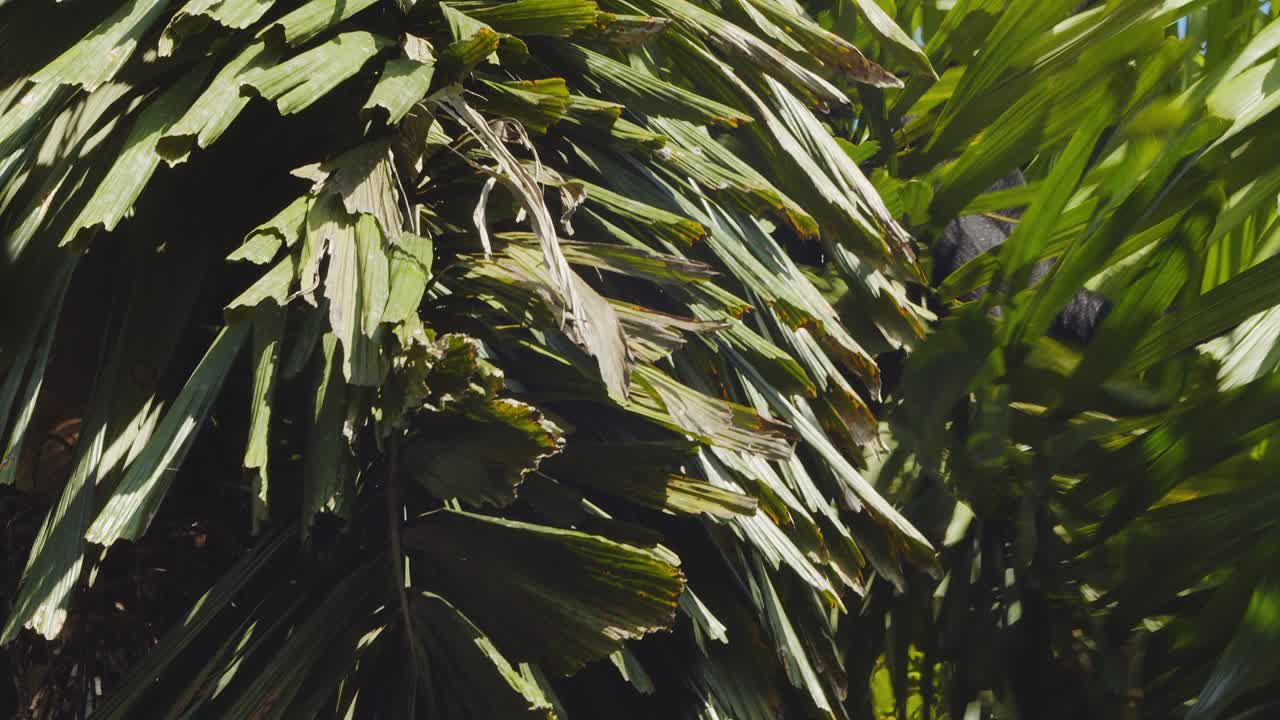 mono araña salta de un árbol llegando al otro con los brazos extendidos contra el cielo azul, salto de fe