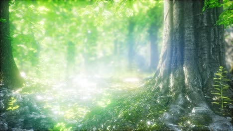sunbeams shining through natural forest of beech trees