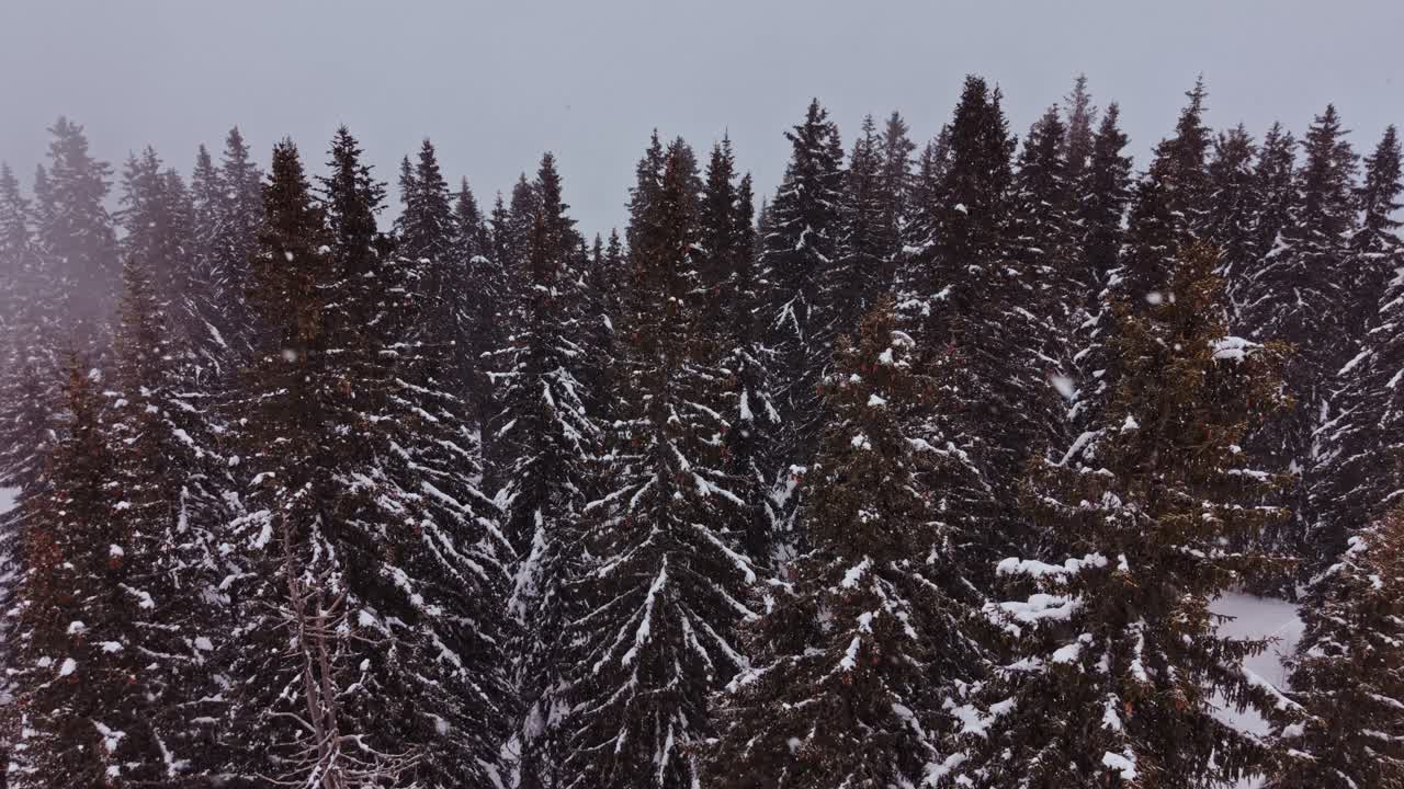 Snow covers dense pine forests in the Carpathians of Bulgaria during winter