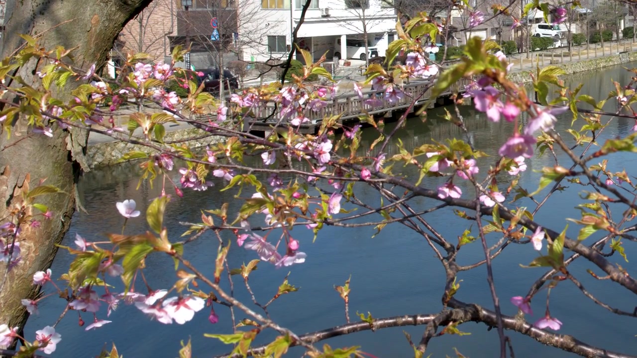 Fiori di ciliegio rosa ondeggiano sui rami sopra un fiume azzurro sotto la luminosa luce solare primaverile.