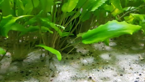 common molly fish bullying a mexican axolotl