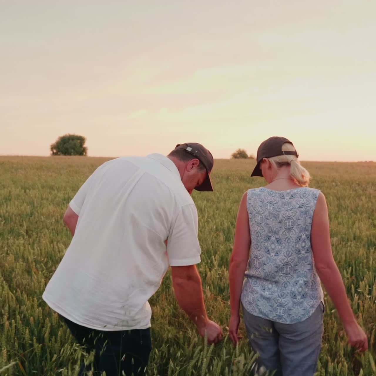 두 사람이 석양에 밀밭을 따라 걷고 있다
