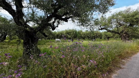 Caballo-Blanco-Pastando-En-Un-Exuberante-Olivar-En-Un-Día-Soleado