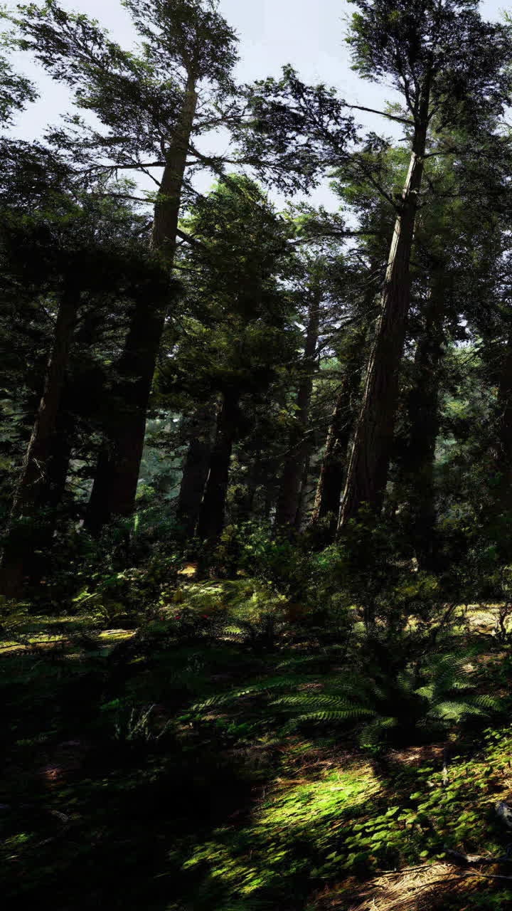 Scena forestale con alberi alti e luce solare che filtra tra le foglie
