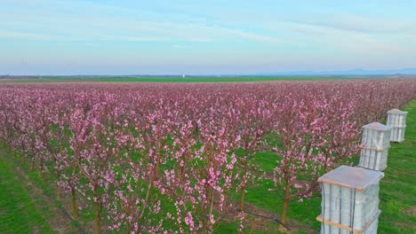 las ollas de fuego colocadas al final de las filas de albaricoques para proteger las flores del frío en el huerto