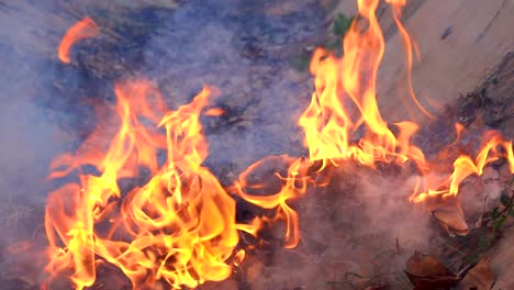 flame fire burning dry leaf. slow motion fire and smoke glowing and floating and bright on ground