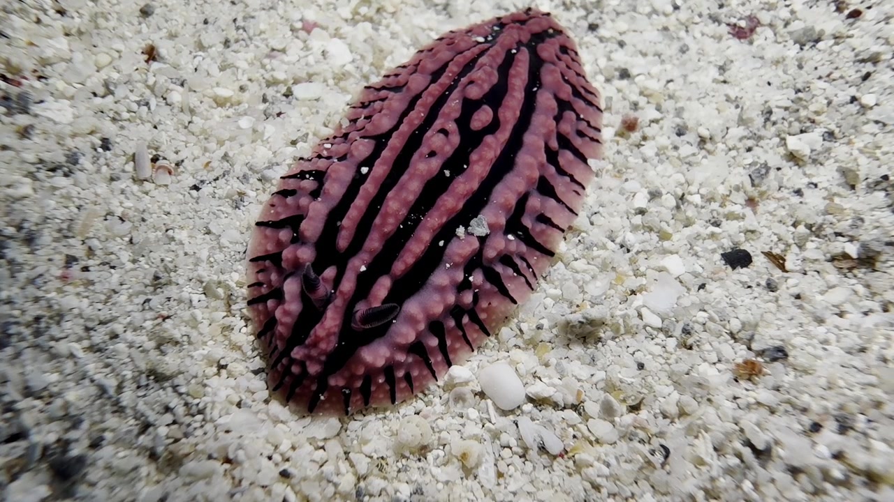 Nudibranco colorato su un fondale sabbioso nelle acque di Mauritius, che rivela motivi sorprendenti e l'affascinante diversità degli invertebrati marini tropicali.