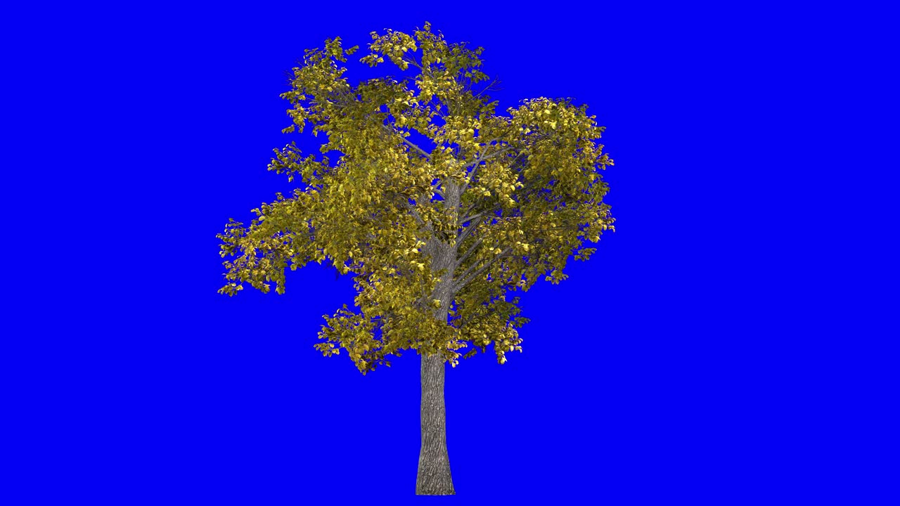 3D european linden tree in Autumn Fall season, with wind effect on blue screen 3D animation