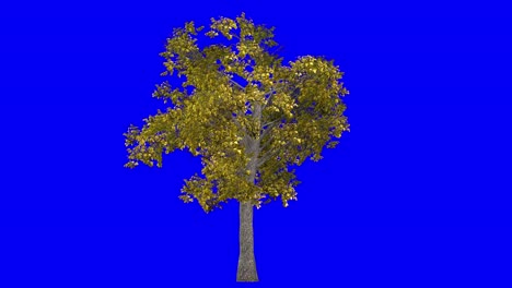 3d european linden tree in autumn fall season, with wind effect on blue screen 3d animation