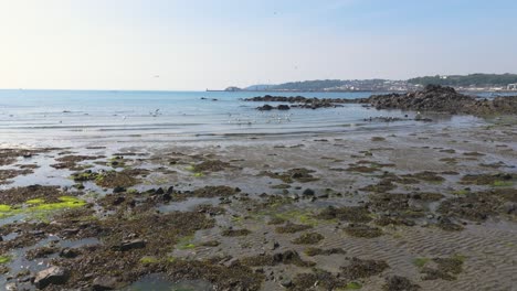 Very-low-drone-flight-over-waterline-of-beach-Belle-Greve-Bay-Guernsey-with-rippling-waves,-rocks-and-sea-birds-and-St-Peter-Port-in-the-distance