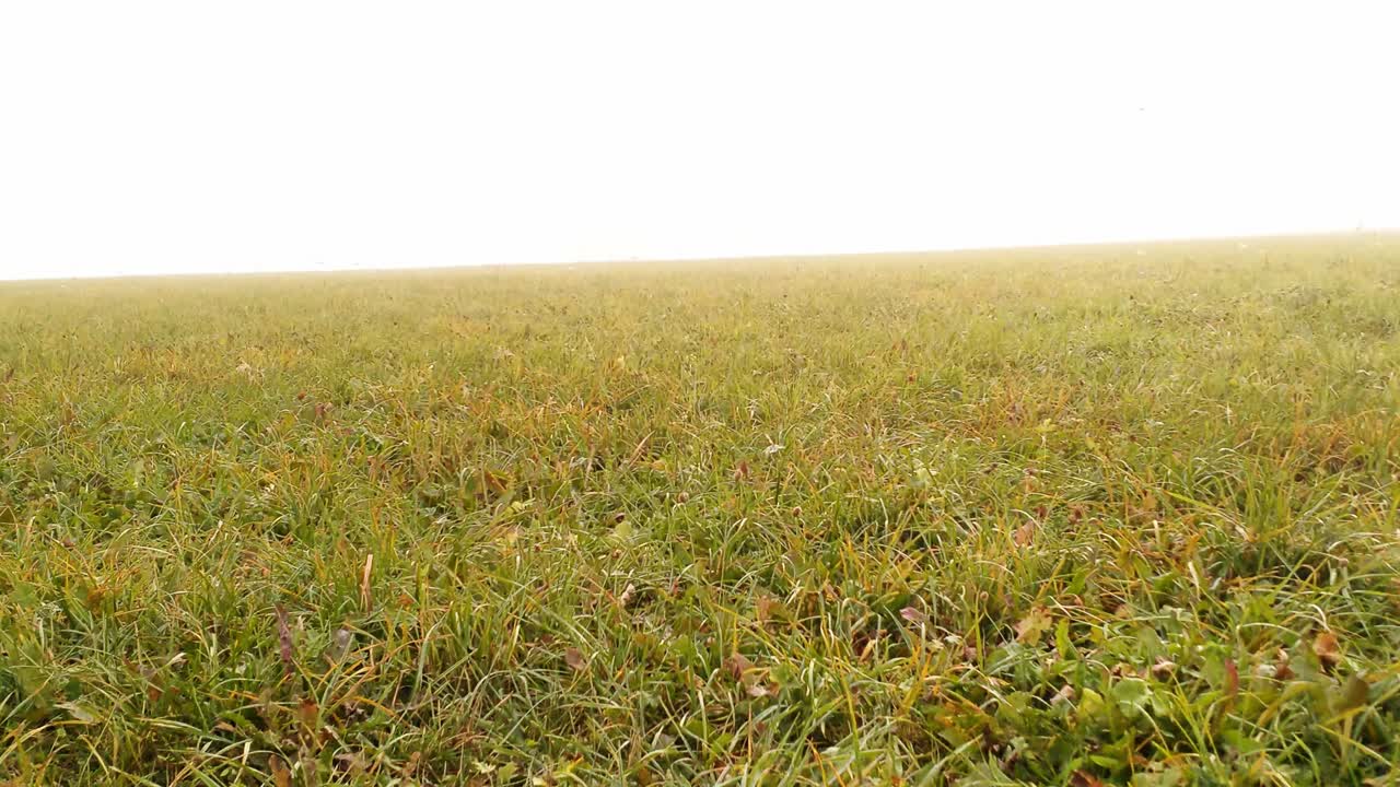 Slow movement over a meadow. Fog in the distance. Dolly in, wider angle