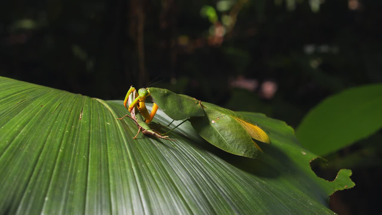 Predator at work—cobra mantis grabs grasshopper in its arms, filmed closeup in Peru’s Amazon.