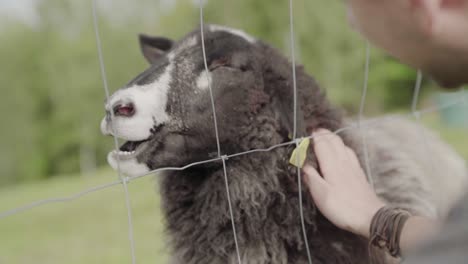 Black-sheep-behind-fence-getting-petted