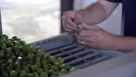 Close-Up-hand-sifting-green-olives-on-a-conveyer-belt