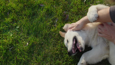 the owner plays with a mischievous golden retriever puppy, who lies on the grass and gets confused to bite the man's hands