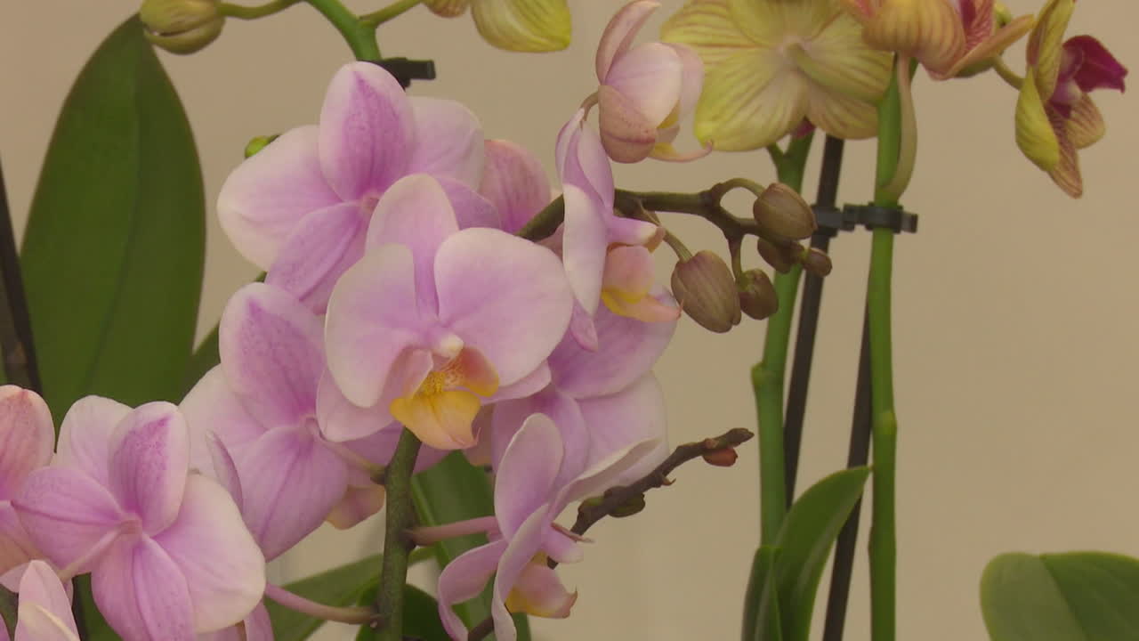 Close-up of beautiful pink orchids