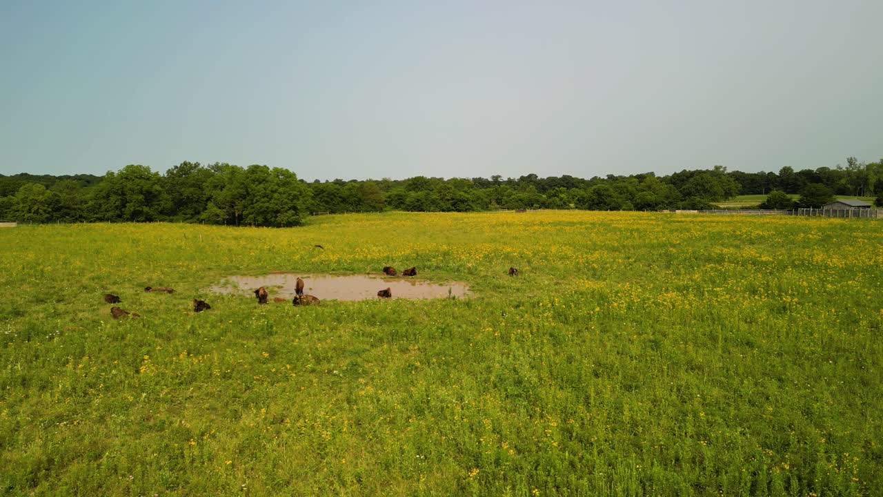 órbita aérea de un rebaño de bisontes en un pozo de agua entre flores silvestres