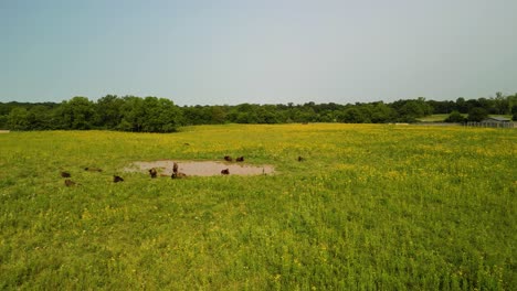 aerial orbit of bison herd at watering hole amongst wildflowers