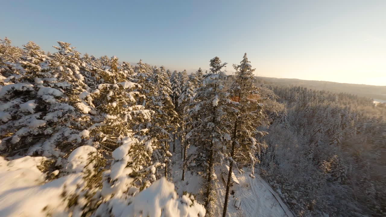 Flyvende gennem sneklædte træer i Bois du Jorat-skoven i kantonen Vaud, Schweiz om vinteren