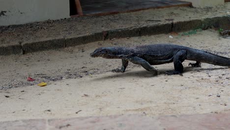 monitor lizard strolling along sandy path in krabi