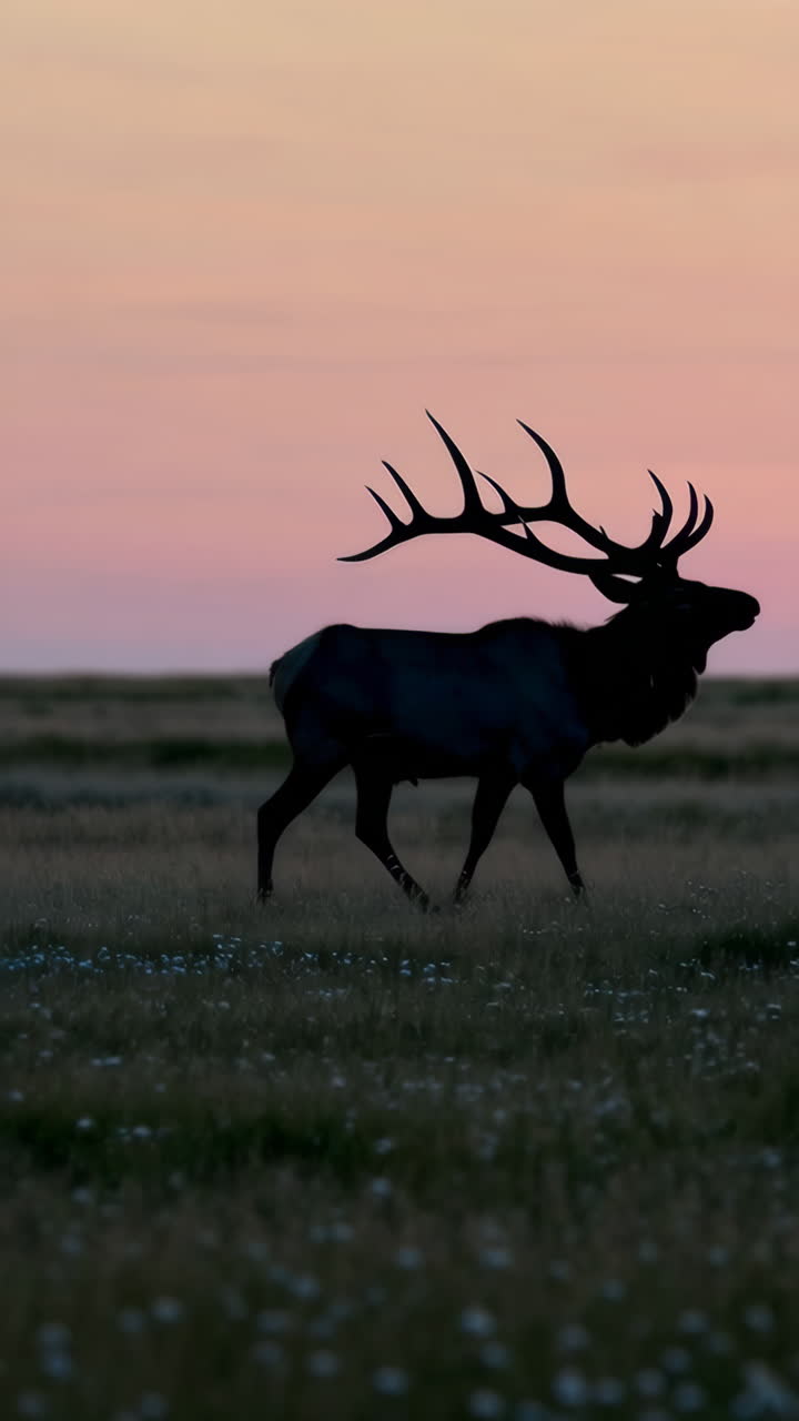 Majestic Elk Silhouette at Sunset