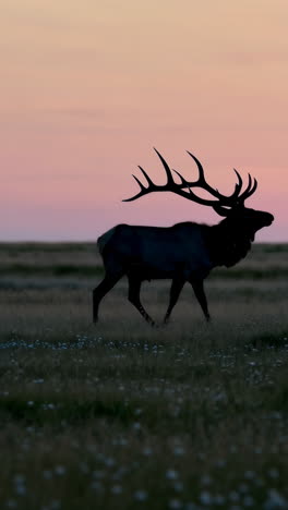 majestic elk silhouette at sunset