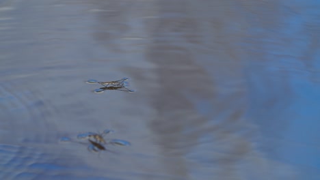 El-Patinador-De-Estanque-Común-O-El-Zancudo-De-Agua-Común-Se-Deslizan-Sobre-El-Agua-En-La-Temporada-De-Cría