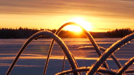 slider shot behind frosty hay, of people ice fishing, on frozen sea, in the kvarken archipelago, at sunset, sunny, winter evening, in ostrobothnia, finland