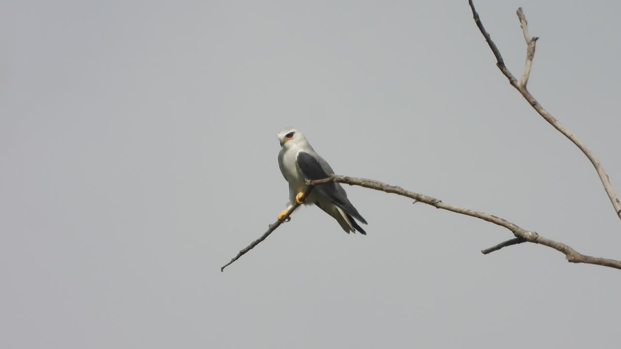 - 나무에서 휴식을 취하는 검은 날개