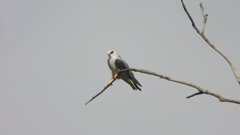 black - winged kite  relaxing on tree