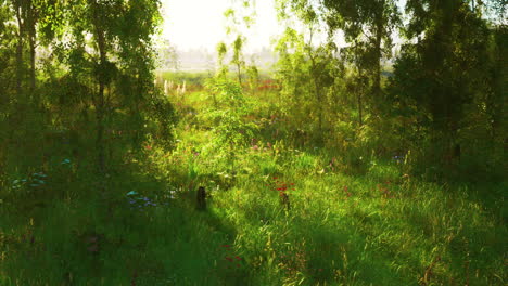 beautiful forest path in summer