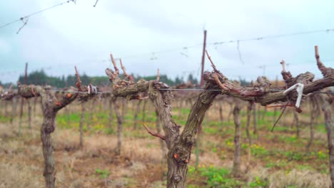 Empty-vineyard-after-harvest,-in-South-of-France-on-a-cloudy-day,-end-of-wine-harvest-season