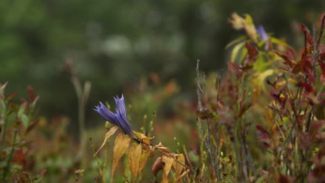 purple flower in autumnal forest