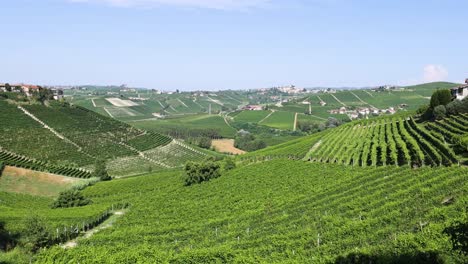 lush green vineyards in a picturesque valley