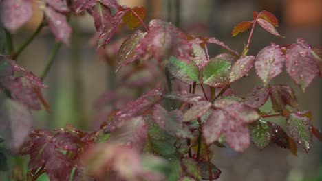 spring roses leaves and drops of light rain