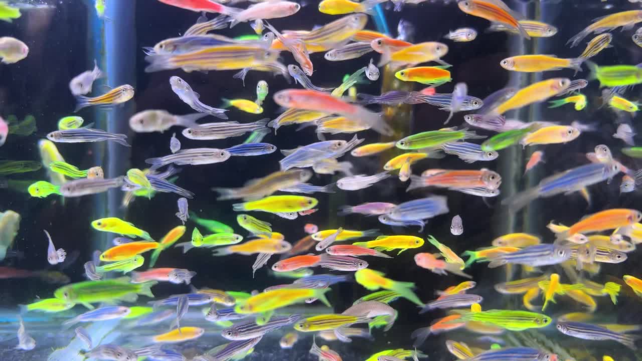 Colorful aquarium glass tank full of vibrant aquatic life tiny tropical fishes swimming serene freshwater with neon color ember tetra peaceful home decoration hobby underwater beauty Iran landscape