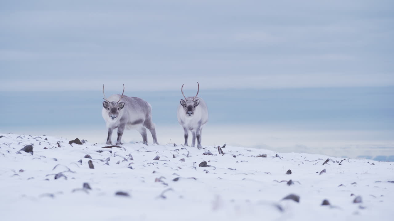 dos renos buscando comida en la tundra montañosa cubierta de nieve fresca