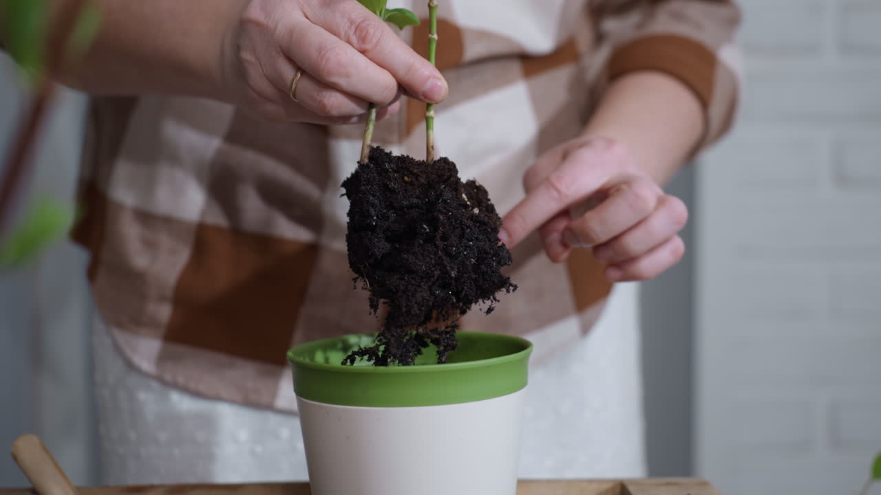 Plant lover gently lifts root ball with moist soil and transfers plant into plastic planter capturing detailed hands in nurturing repotting process in cozy indoor setting under soft light on table