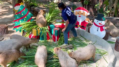 capybaras enjoy feeding time with a caretaker