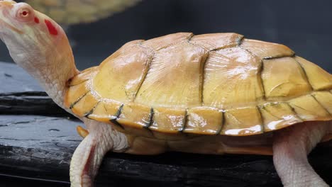 close-up of a light yellow turtle