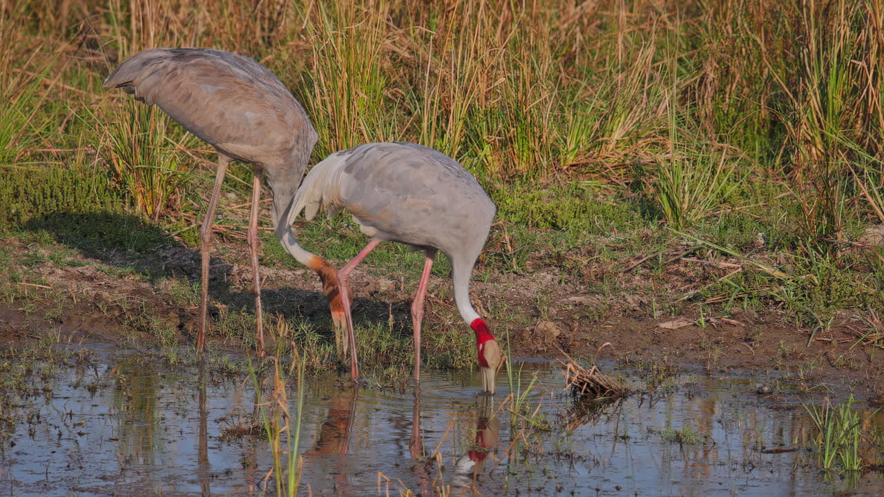 Due gru Sarus in cerca di cibo in acque paludose che mostrano un comportamento alimentare naturale in natura.
