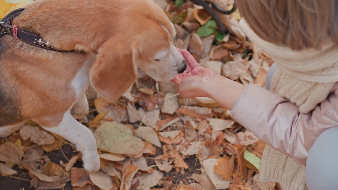 Top down view of woman giving water to thirsty beagle dog using her hand as bowl, surrounded by dry autumn leaves on forest floor, showing care, hydration, and companionship during outdoor walk