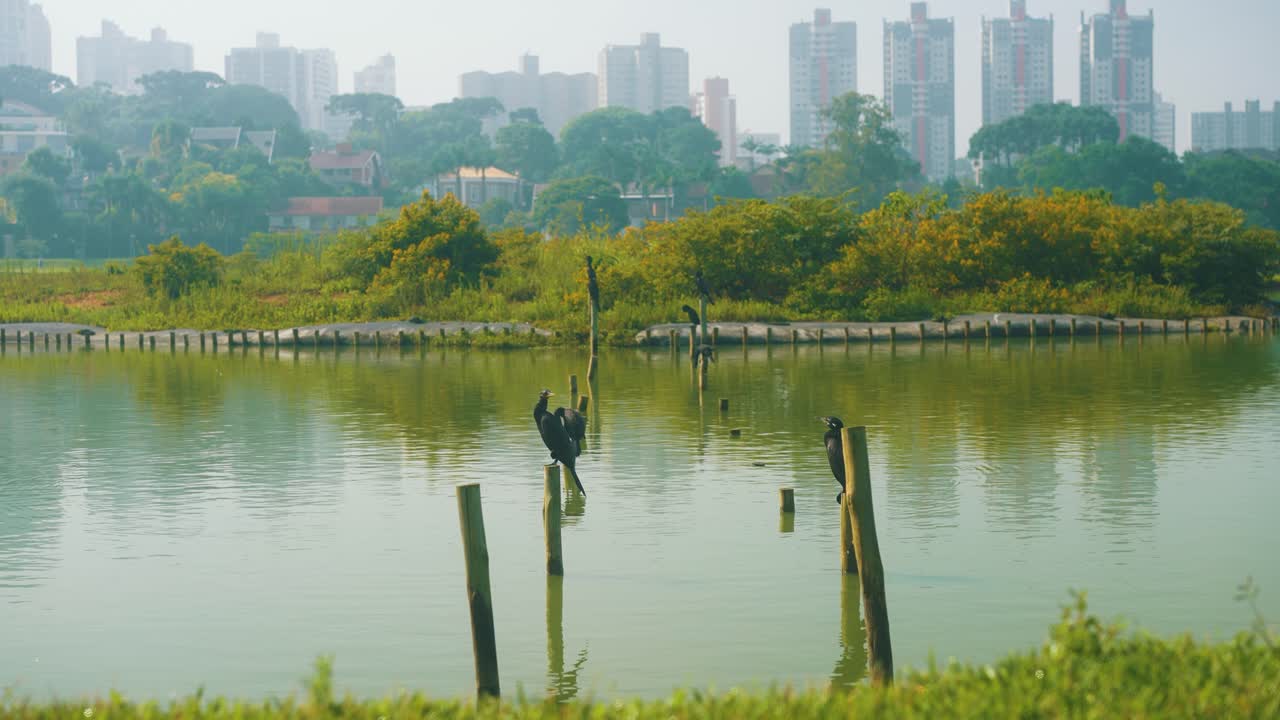 los patos se sientan en postes de madera en el lago contra el fondo de los árboles y el hermoso paisaje del horizonte en cámara lenta