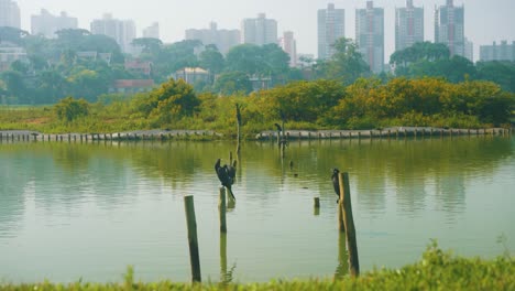 Los-Patos-Se-Sientan-En-Postes-De-Madera-En-El-Lago-Contra-El-Fondo-De-Los-árboles-Y-El-Hermoso-Paisaje-Del-Horizonte-En-Cámara-Lenta