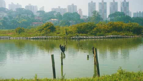 ducks sit on wooden poles in the lake against the background of trees and skyline beautiful landscape in slow motion