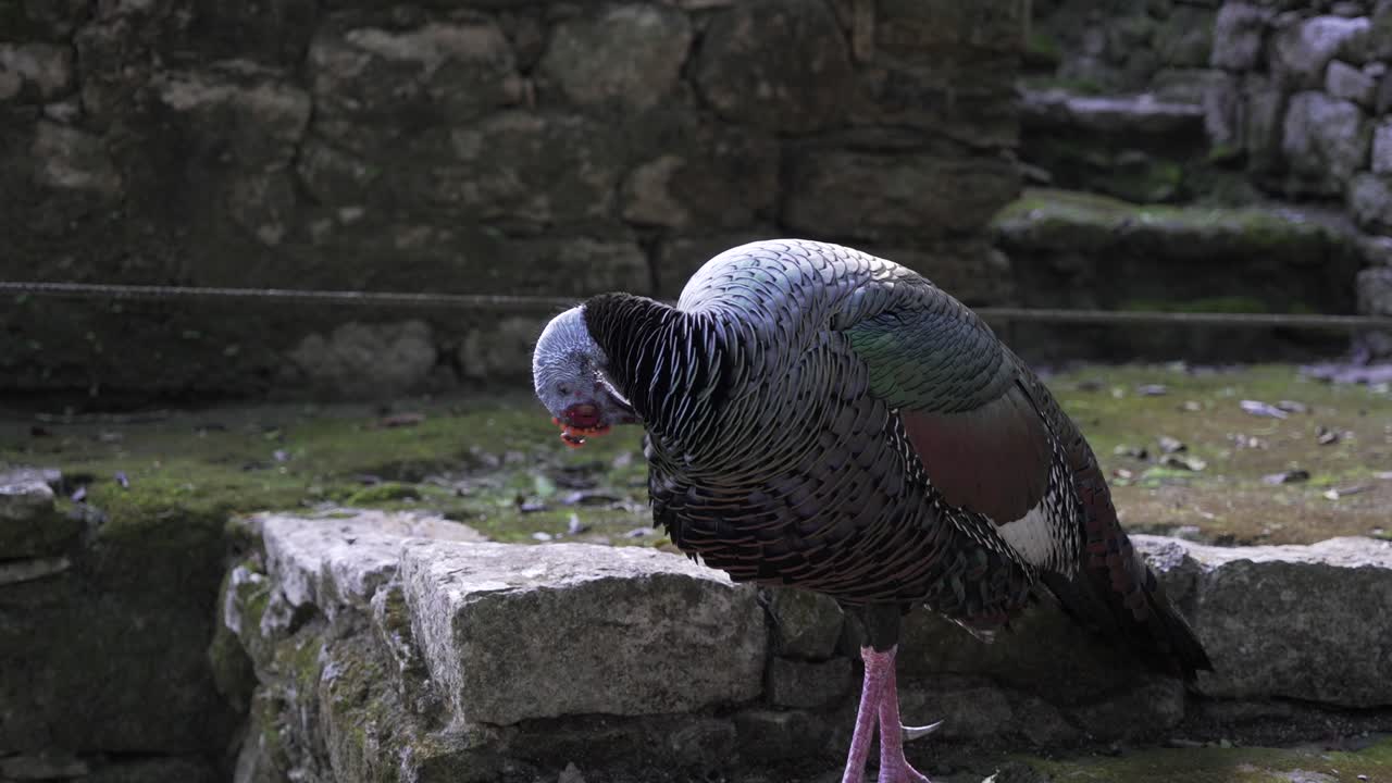 Wild turkey stands on a stone surface surrounded by moss and greenery, with colorful feathers in natural habitat during daytime.